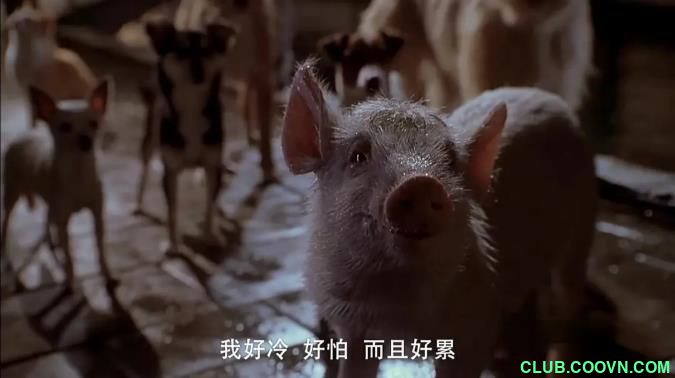 小猪宝贝2：小猪进城 Babe: Pig in the City (1998)1080p中文字幕2.15GB[BT]