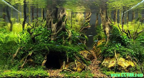 分享点不一样的，可以让你做一个漂亮的鱼缸【水草种植与水族箱造景】2004(30.33MB)-百度云